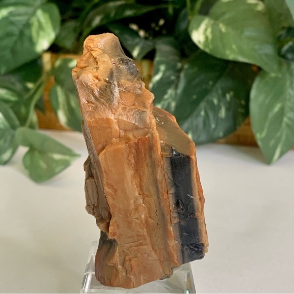 Red Petrified Wood Limb Orange Black Rough Display Specimen 3.3"x1.75" 142g 5oz - Picture 8 of 15